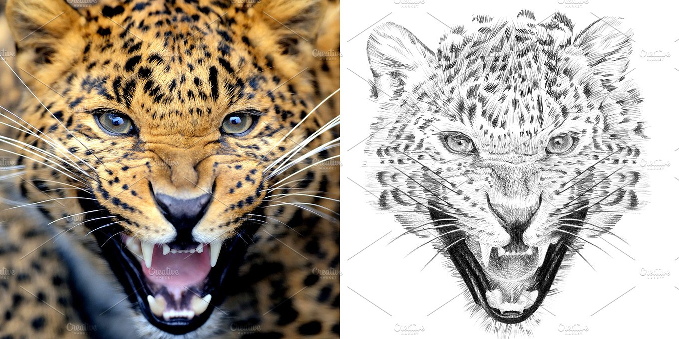 豹子素描插画 leopard portrait drawn pencil