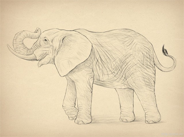 How to Draw Animals: Elephants, Their Species and Anatomy in Web Design Inspirational Cocktail #5