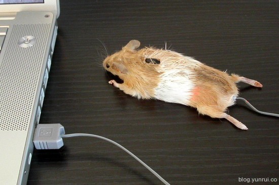 Mouse Mouse!