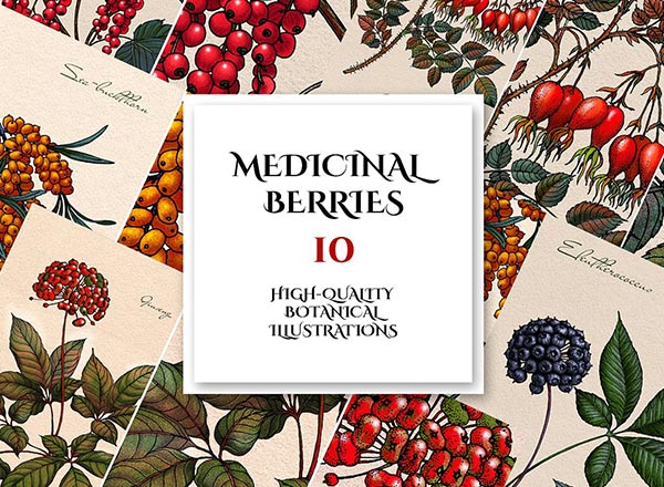 10个高品质的手绘风格植物插图描绘药用浆果