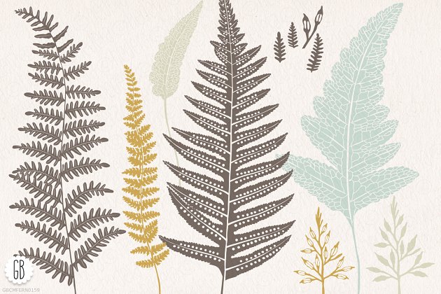 植物图形素材 Fern, botanical vector graphics