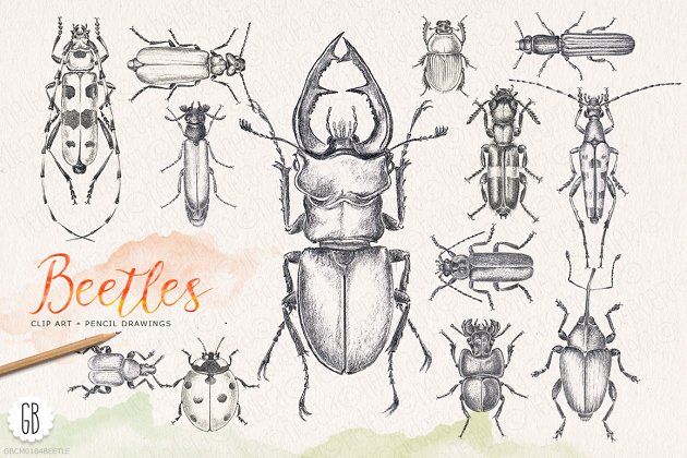 铅笔素描手绘昆虫素材包 Hand drawn pencil beetles bugs
