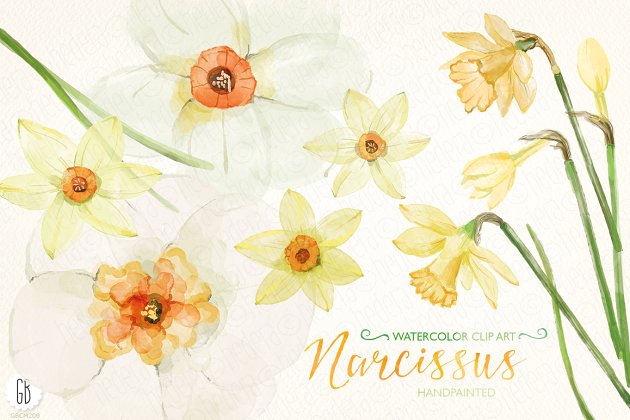 水彩水仙，水仙花素材 Watercolor narcissus, daffodils