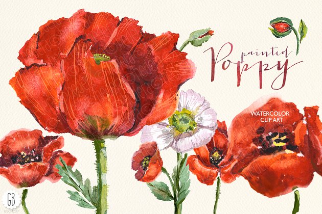 水彩 红色野生罂粟花素材 Aquarelle watercolor red wild poppy