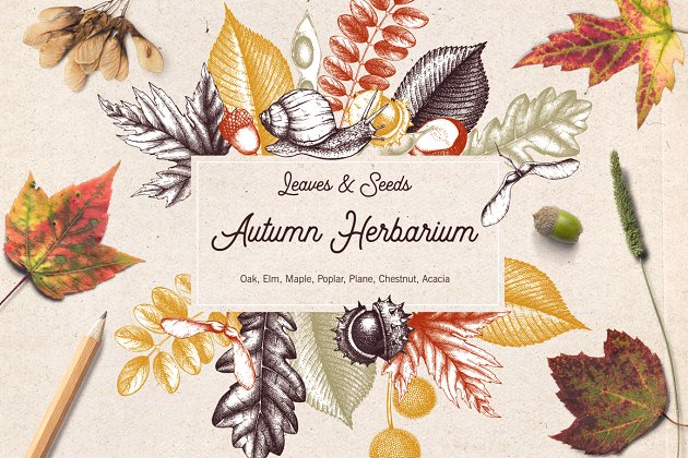 秋季树叶素材合集 Vector Autumn Leaves & Seeds Set