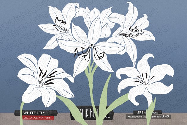 水彩百合花图形 White lily gladiolus amaryllis