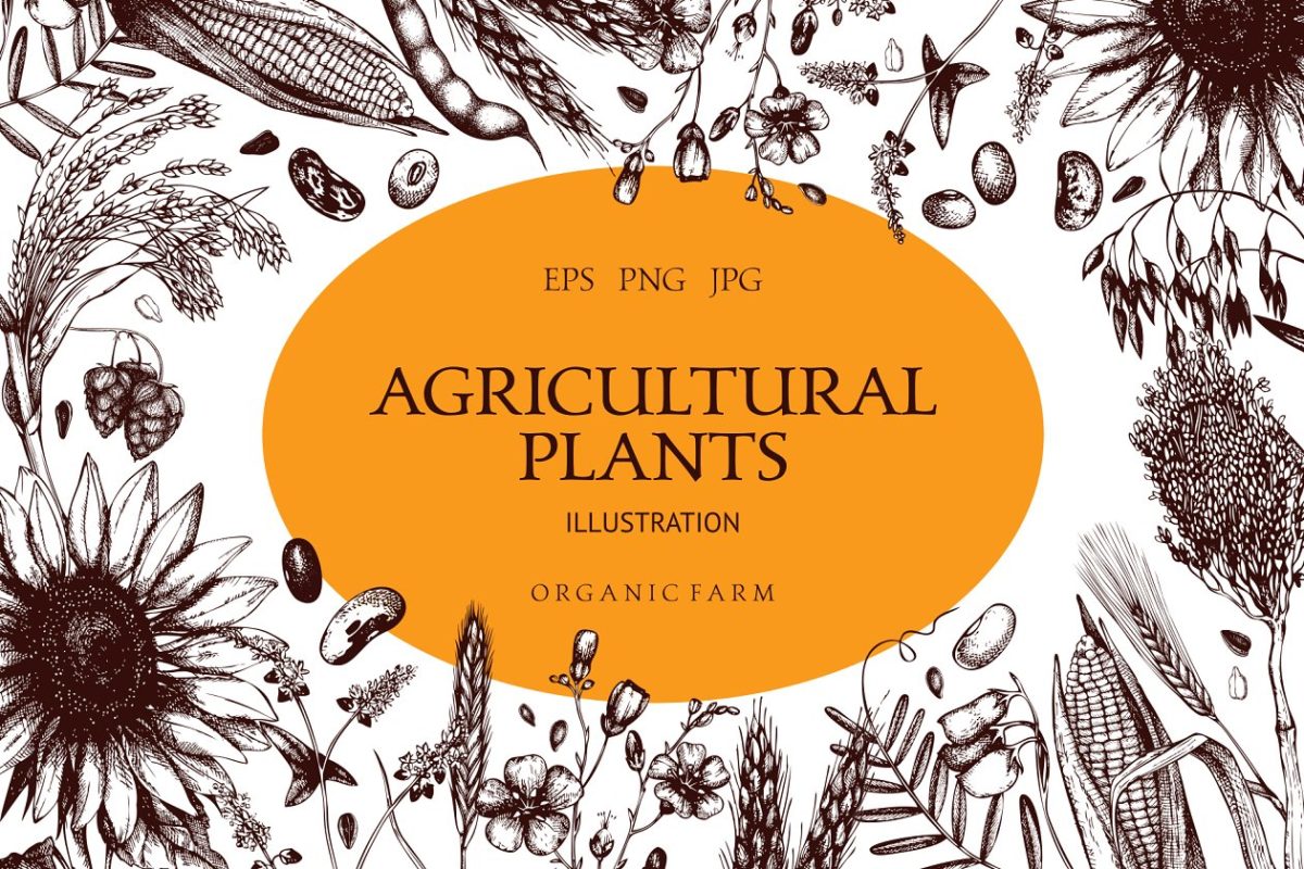有机农场农作物插画素材包 Organic Farm Plants Collection