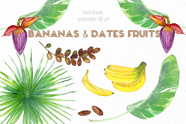 水彩热带香蕉插画 Banana & dates tropical watercolor