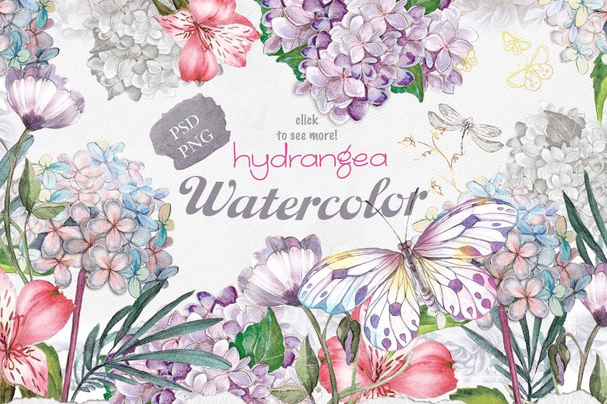 绣球花花卉素材 Hydrangea flowers