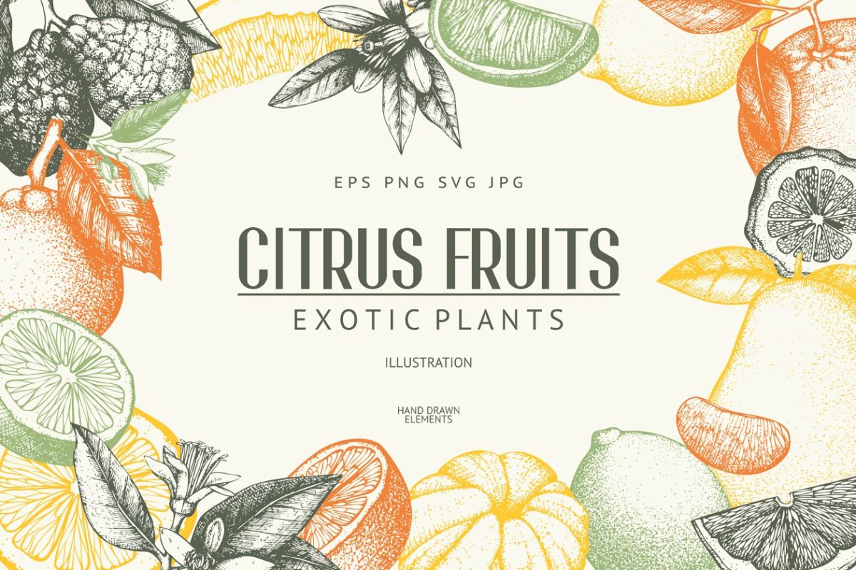 矢量柑橘类水果插图 Vector Citrus Fruits Illustrations