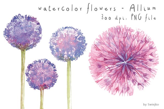 水彩蒲公英插画素材 Watercolor Flowers, Floral