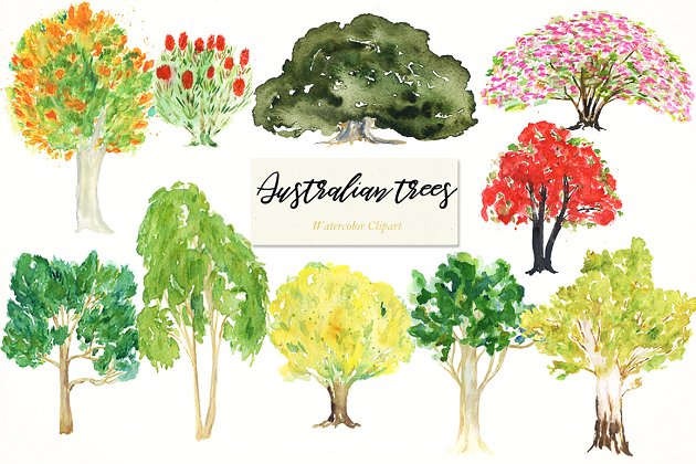 澳大利亚本土树木水彩 Australian native trees. Watercolors
