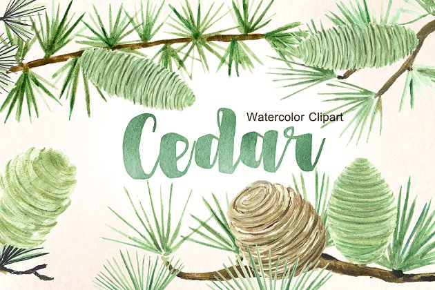 雪松香柏植物水彩剪贴画 Cedar. Forest watercolor cliparts.
