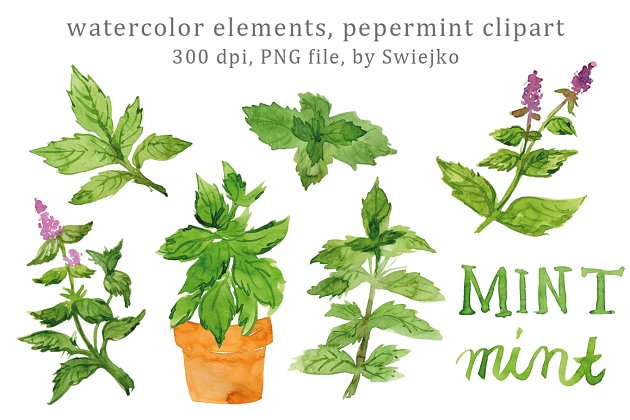 草药水彩画素材包 Watercolor Herbs, Peppermint