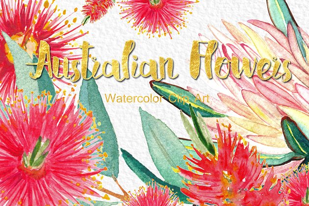 澳大利亚鲜花水彩画 Australian flowers watercolors