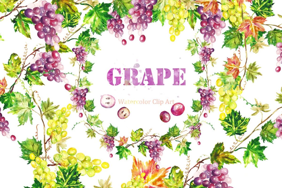 葡萄水彩花卉素材 Grapes watercolor Clip art