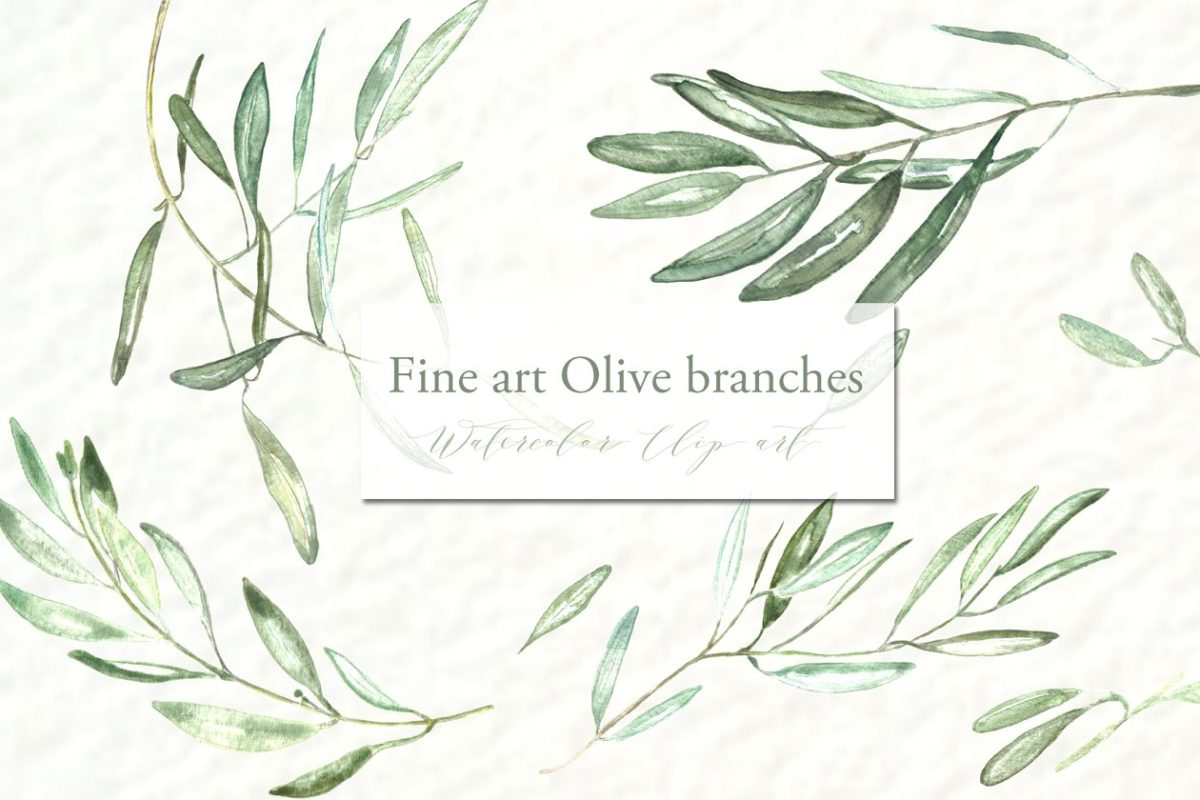 不一样的橄榄枝素材 Olive branches. Fine art Watercolor