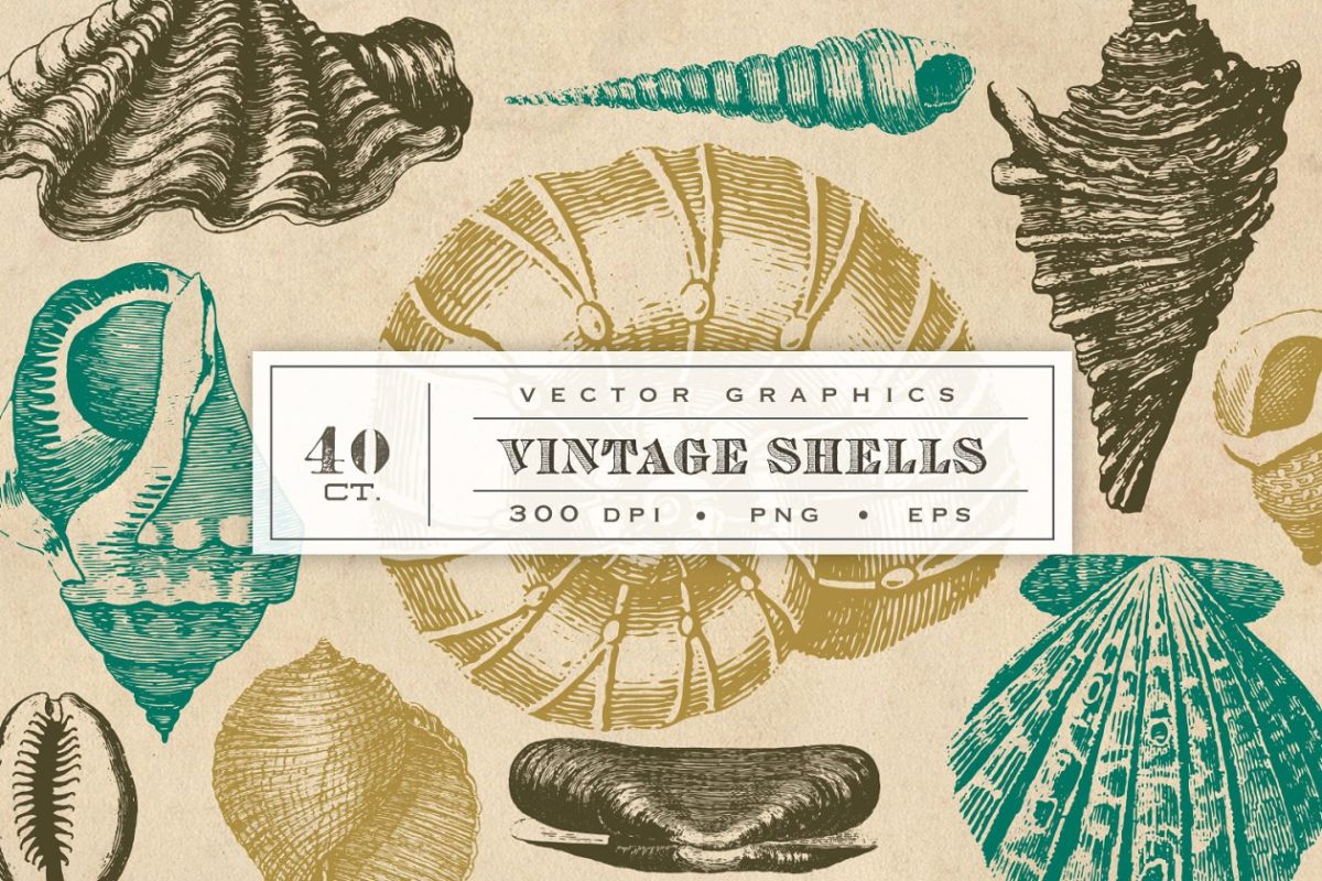 复古贝壳矢量图形 Vintage Shell Vector Graphics