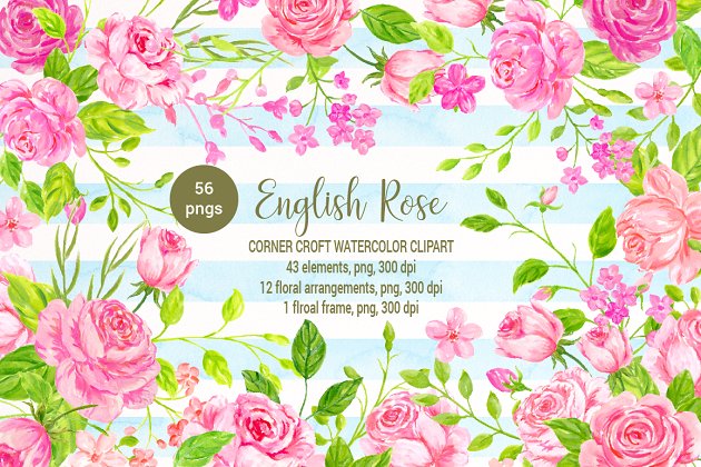 水彩英国玫瑰花 Watercolor English Rose Clipart