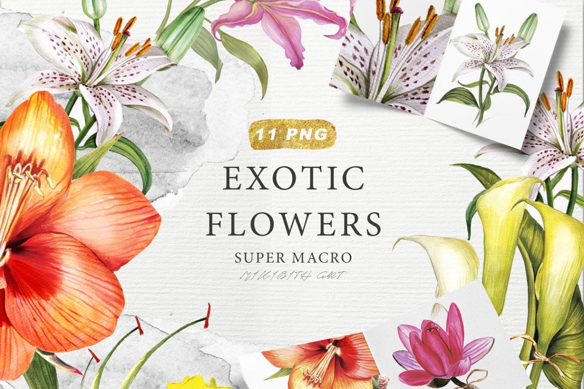 奇异的花卉图形素材 EXOTIC FLOWERS collection