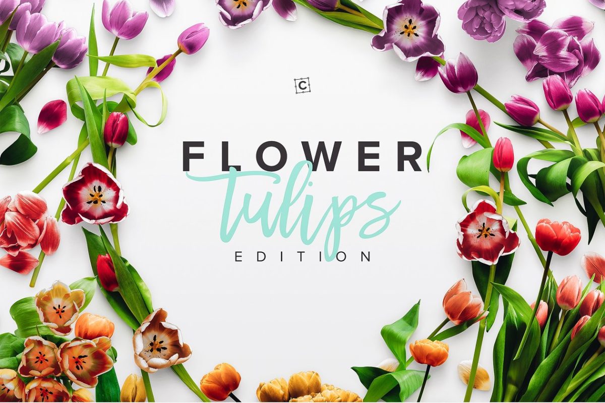 郁金香花卉素材 Flower Tulips Edition – Custom Scene