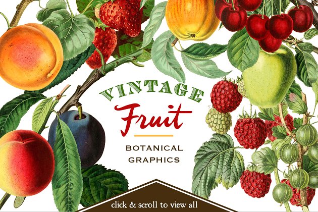 经典的水果植物图形 Vintage Fruit Botanical Graphics
