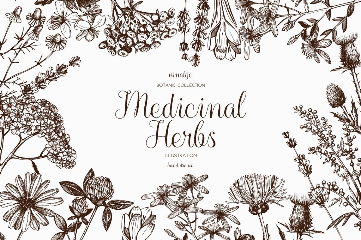 植物草本素材 Vector Medicinal Herbs Collection