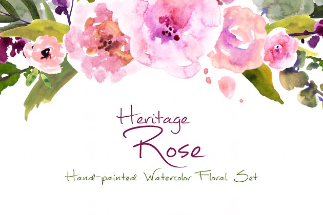 水彩玫瑰花 Heritage Rose- Watercolor Clip Art