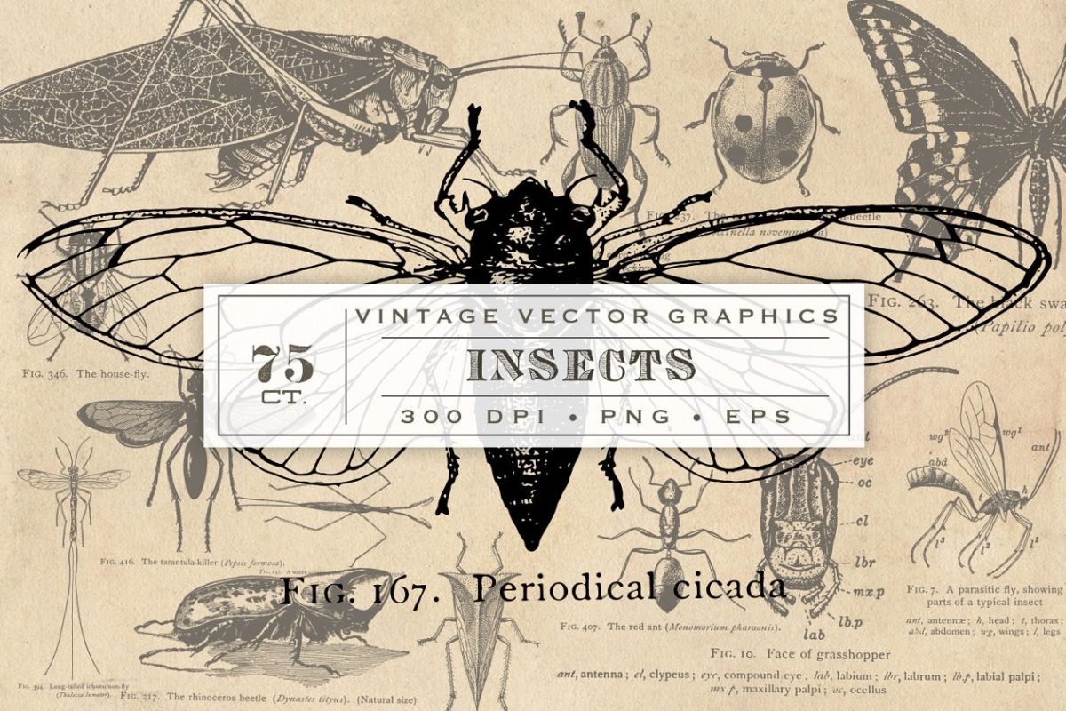 昆虫插画手绘图形 Antique Insect Vector Graphics