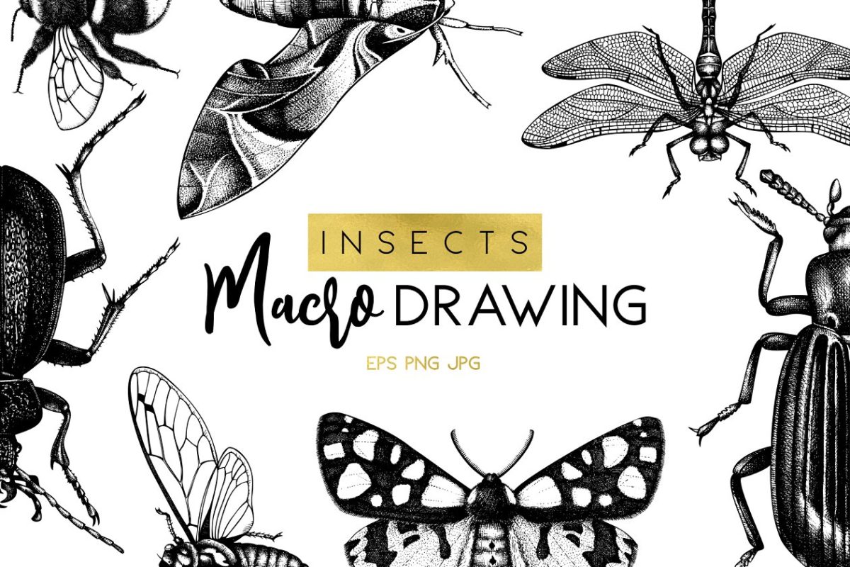矢量昆虫插画图形素材 Vector Insects Illustrations Set