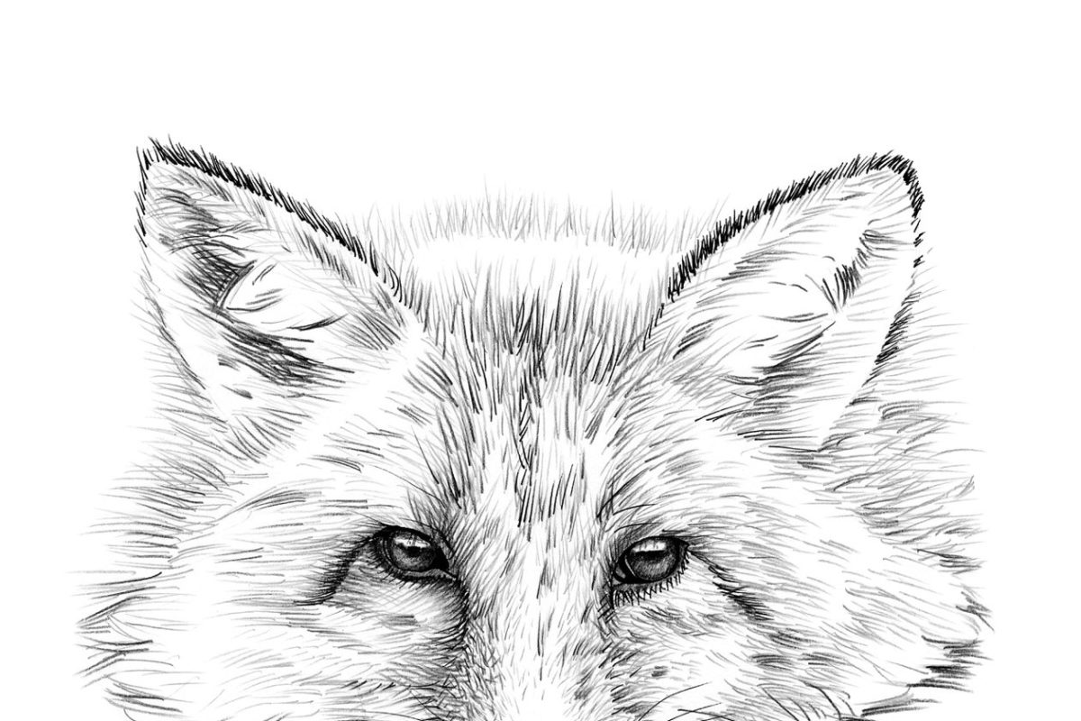 手绘狐狸素材 Portrait of fox drawn by hand