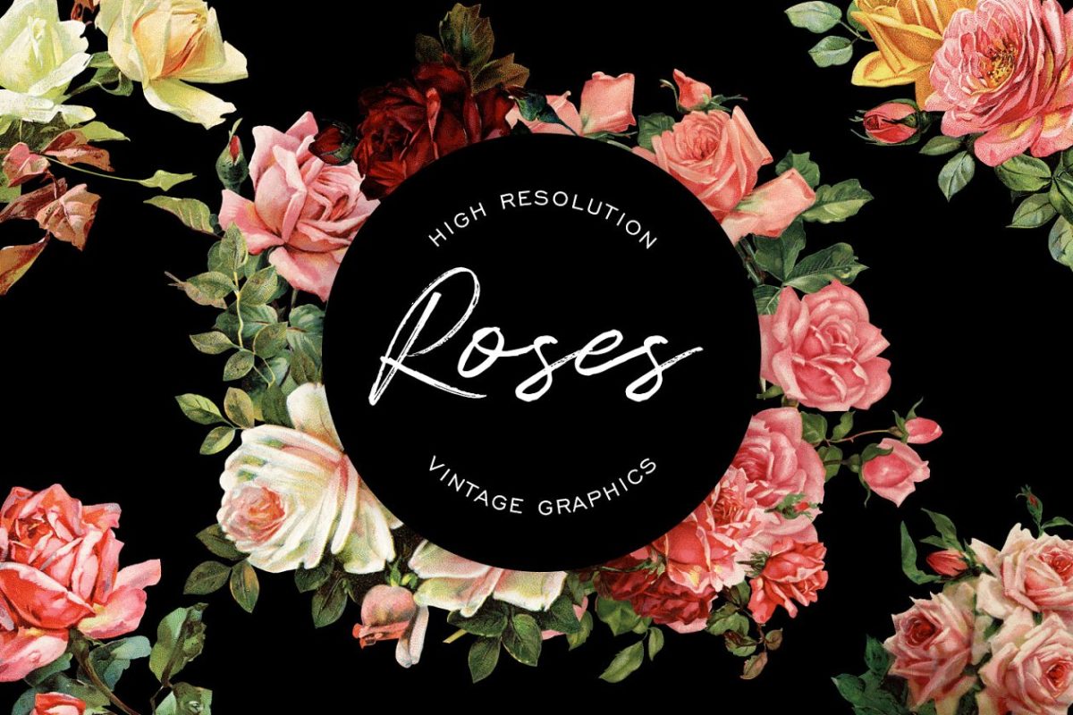 复古的玫瑰花图形素材 Vintage Rose Graphics