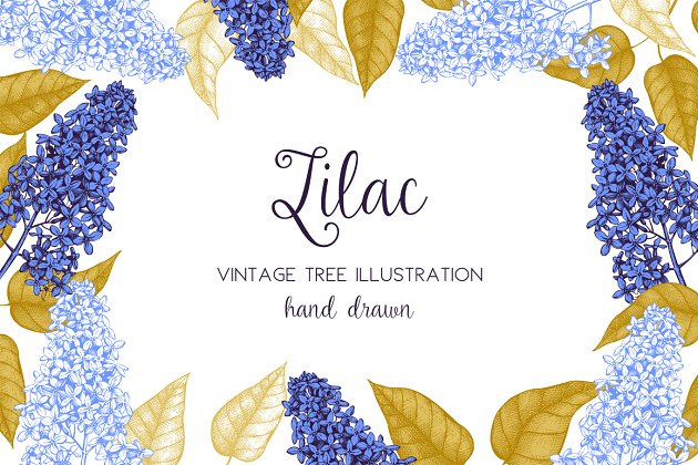矢量丁香插图集 Vector Lilac Illustrations Set