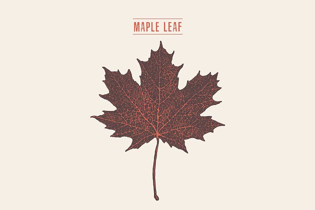 梧桐叶素材 Illustration of a maple leaf