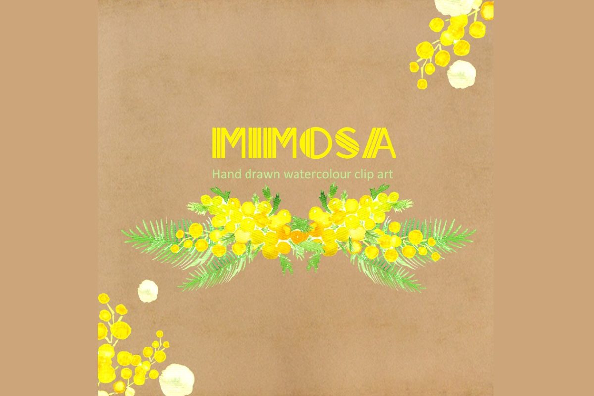 Mimosa  Watercolor Clipart