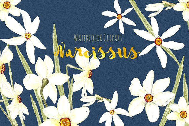 白水仙水彩画素材包 White Narcissus Watercolor clipart