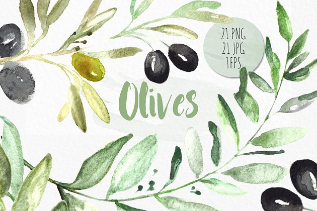 橄榄植物水彩插画素材 Olives. Watercolor illustrations