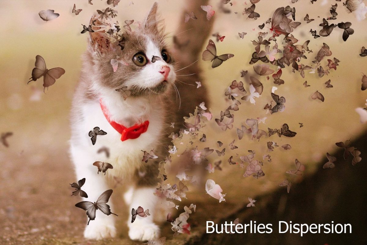 蝴蝶色散Ps动作 Butterflies Dispersion Ps Action