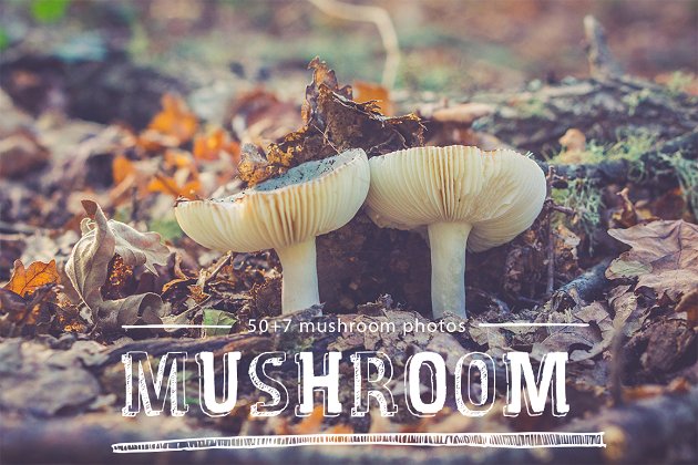 蘑菇主题的图片素材 mushroom photo pack