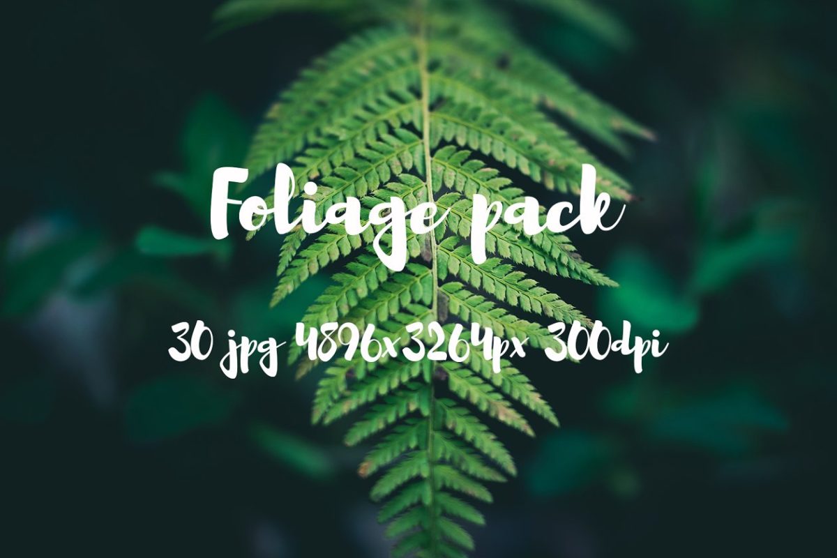 叶子照片包 Foliage Photo Pack