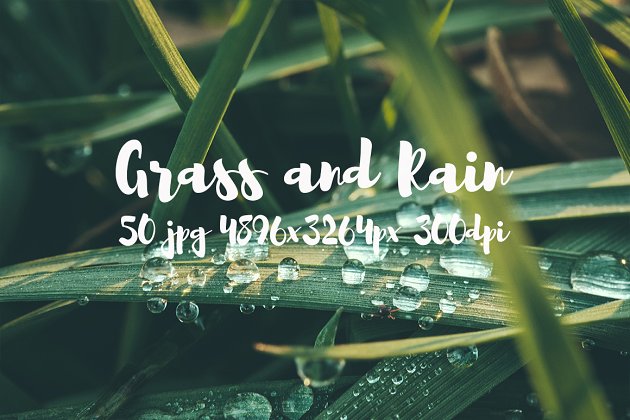 草与雨水图片素材 Grass and rain photo pack