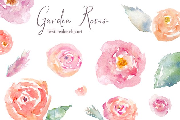 花园水彩玫瑰花卉 Garden Roses Watercolor Clip Art