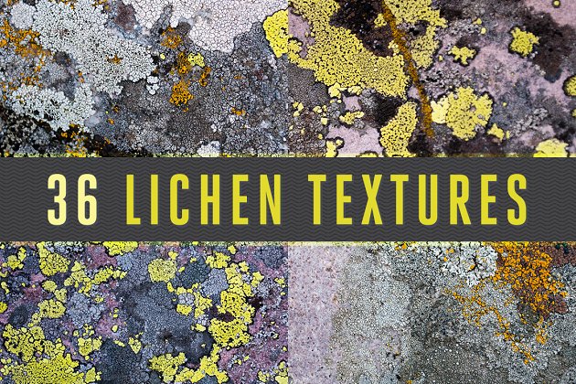 36种漂亮的地衣青苔背景纹理素材 36 Lichen Textures