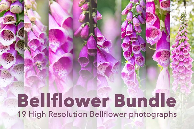 风铃草 – 花束素材 Bellflower – Flower Bundle!