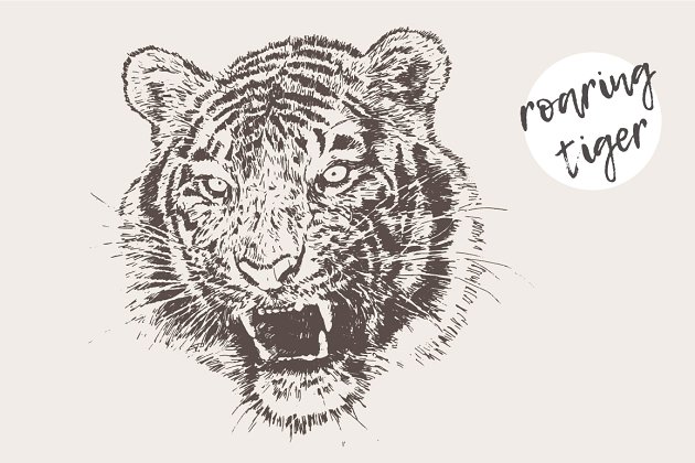 老虎素描手绘素材 Illustration of a roaring tiger
