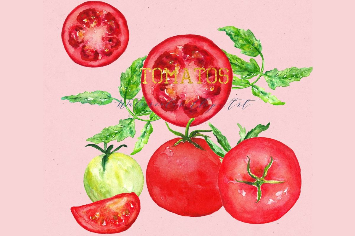 水彩番茄插画 Tomats. Watercolor Clipart.
