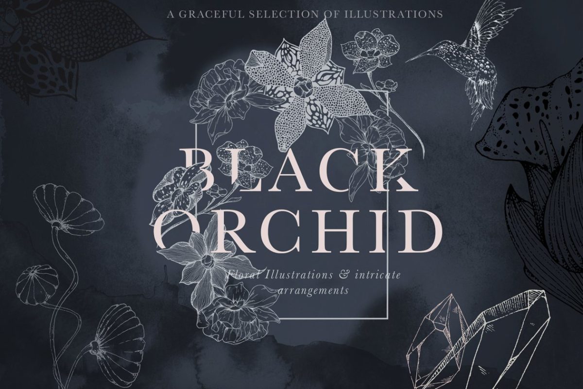 黑兰花素材套装 Black Orchid Illustration Set