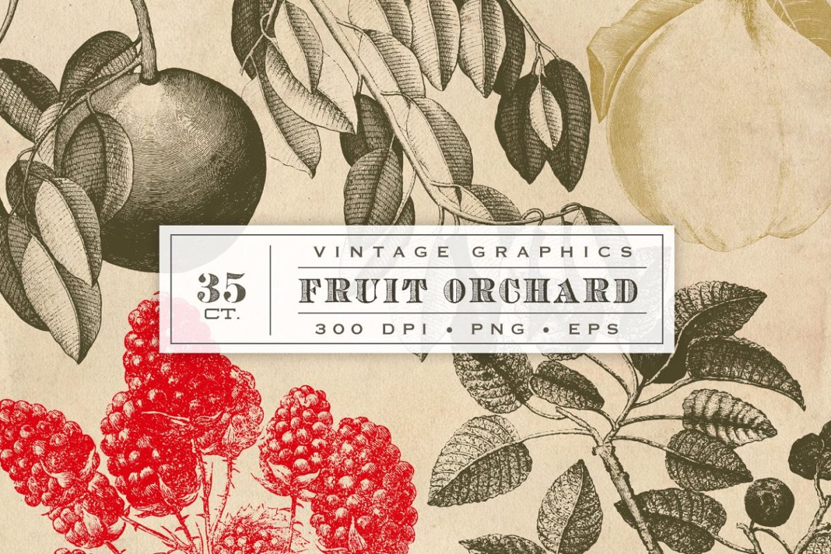 经典素描水果图形素材 Vintage Fruit Vector Graphics