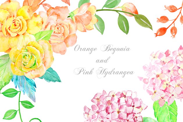 橙色秋海棠粉红色绣球花 Orange Begonia Pink Hydrangea
