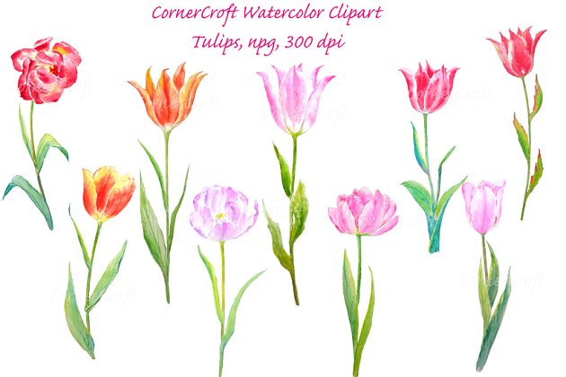 水彩春季花卉插画 Watercolour Tulip Spring Flowers